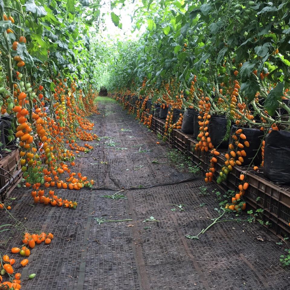 Hạt giống cà chua bi dây vàng cherry ( gói 30 hạt kèm gói kích thích hạt nảy mầm )