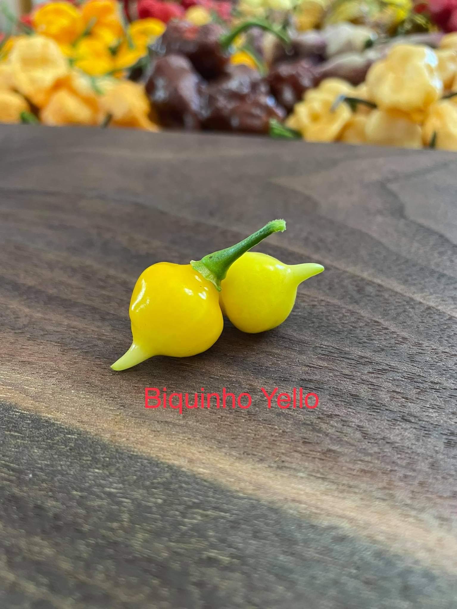 Cây Ớt Biquinho (ớt trái tim), cây giống đang hoa, trái