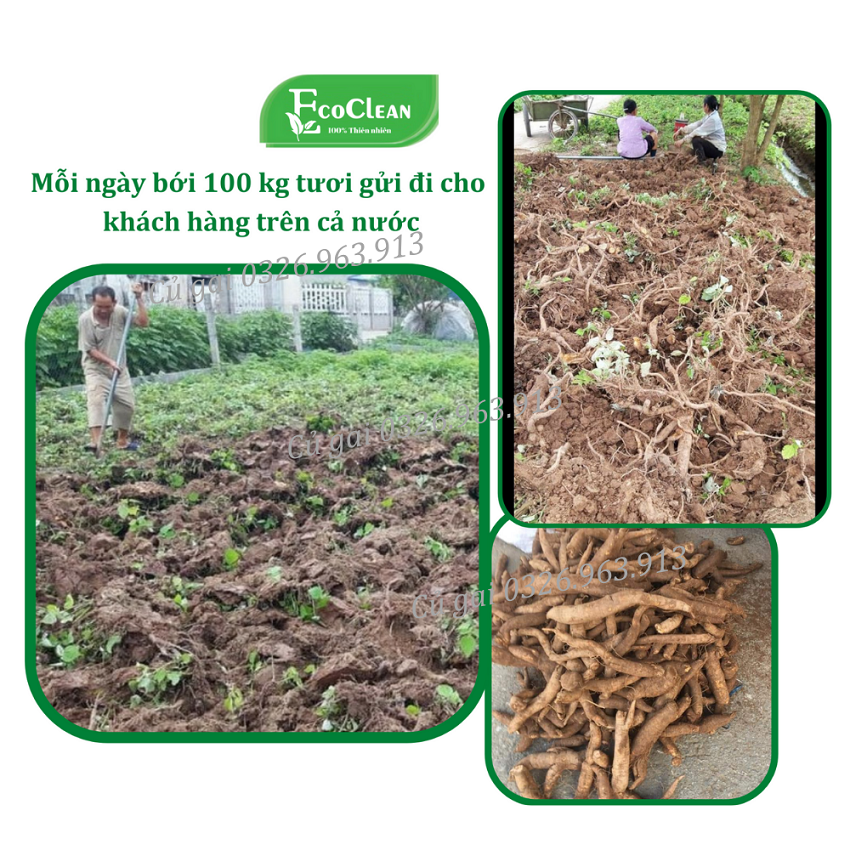 Củ gai tươi nguyên chất