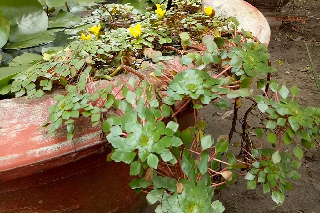 5 CÂY ẤU THÁI THỦY SINH
