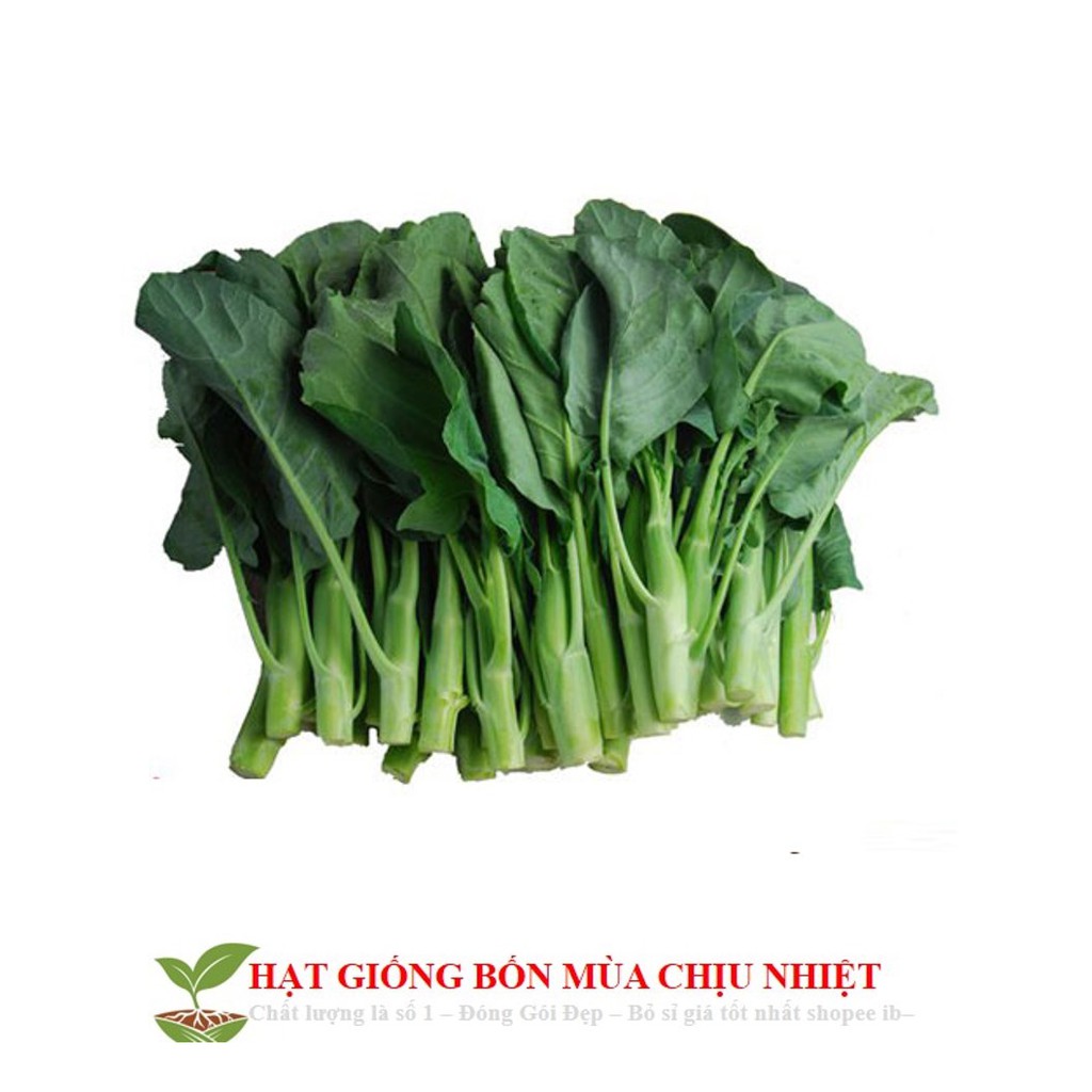Hạt giống cải rổ