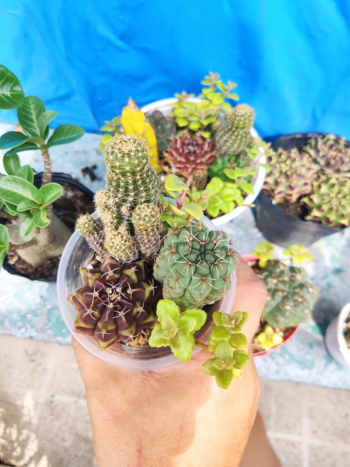 [HCM]Xương rồng tiêu cảnh DIY tự trồng (hình minh họa) cây tương tự 3-7 loại chạu