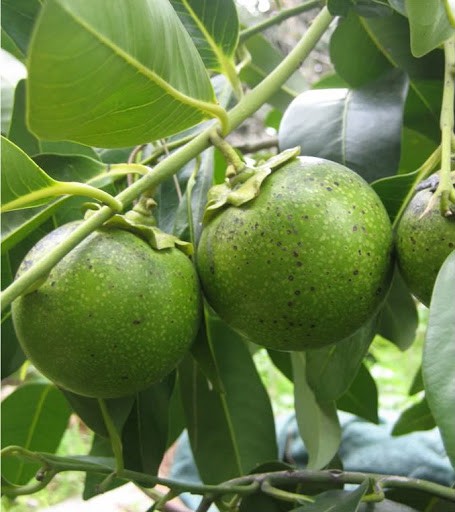 Cây hồng socola + tặng 3 cây quế dược liệu