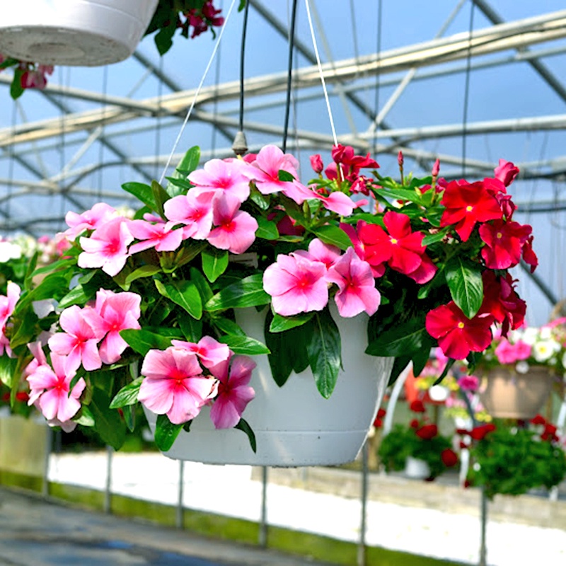 Hạt giống hoa Dừa Cạn