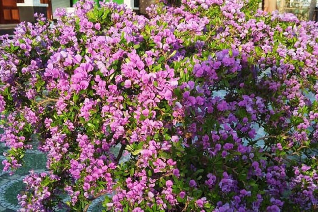 CHẬU CÂY LINH SAM (CÂY SAM NÚI ) SIÊU BÔNG