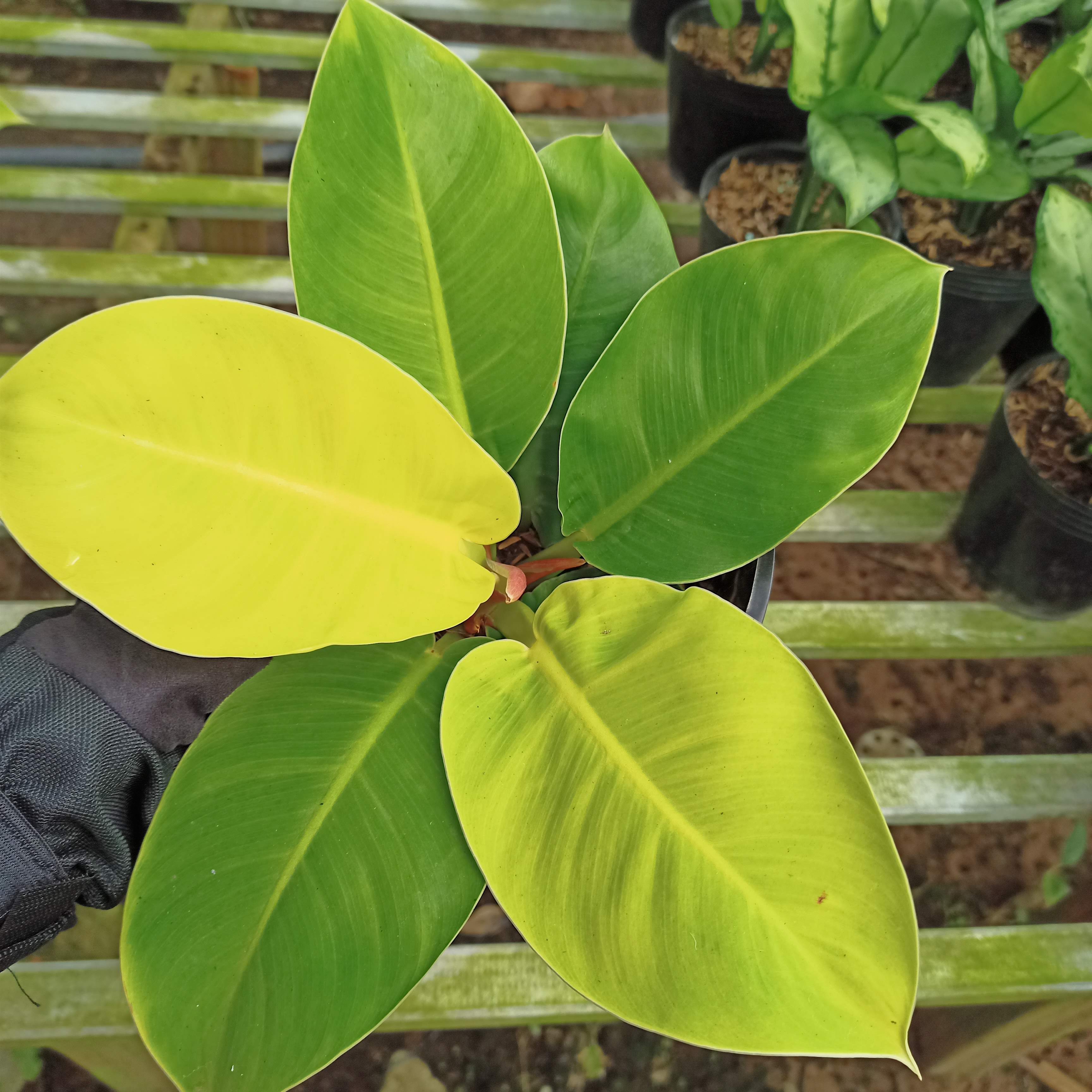 Trầu bà đế vương vàng, Philodendron Imperial Yellow - Summer Garden