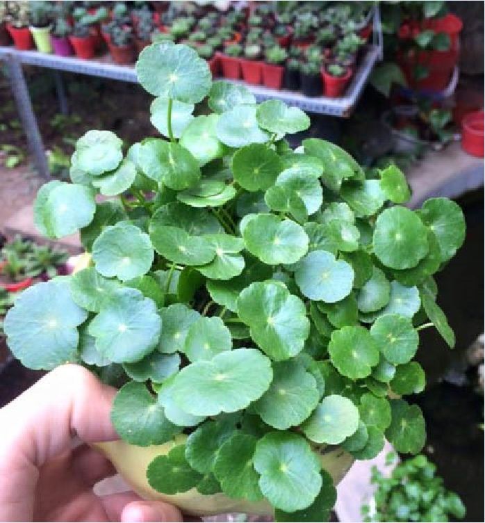 Hạt giống cây cỏ đồng tiền - 50 hạt/gói