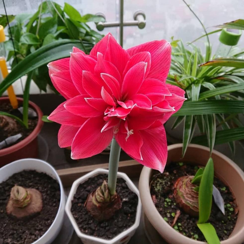CỦ HOA HUỆ TÂY CÁNH KÉP.