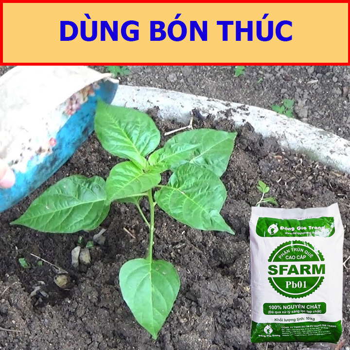 Phân Trùn Quế Nguyên Chất 10Kg