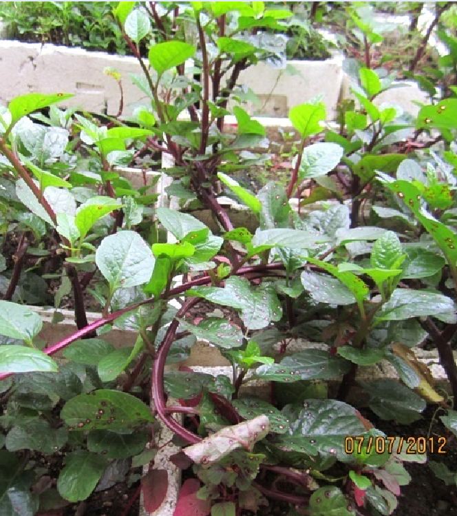 Hạt Giống Rau Mồng Tơi Tím  - Gói 3gram