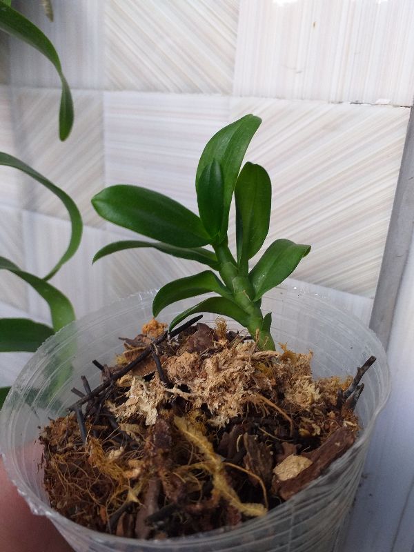 5 cánh trắng bạch tuyết