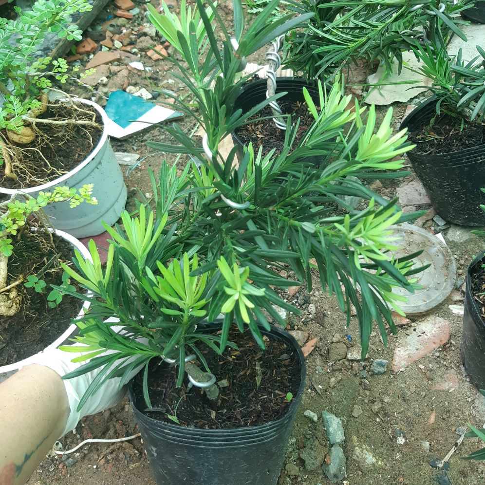 tùng la hán bonsai mini