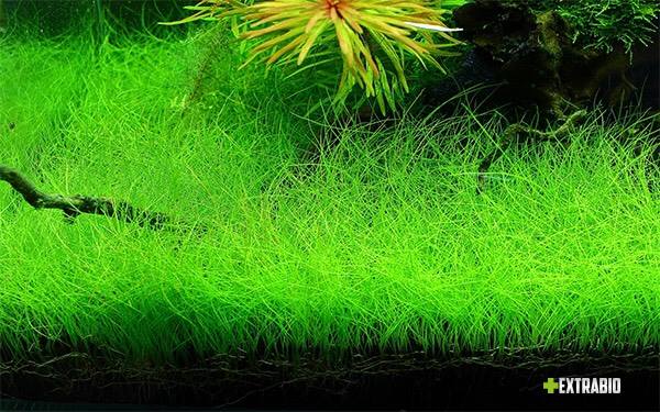 [HCM]Hạt Trân Châu Lá Lớn - hạt giống thủy sinh