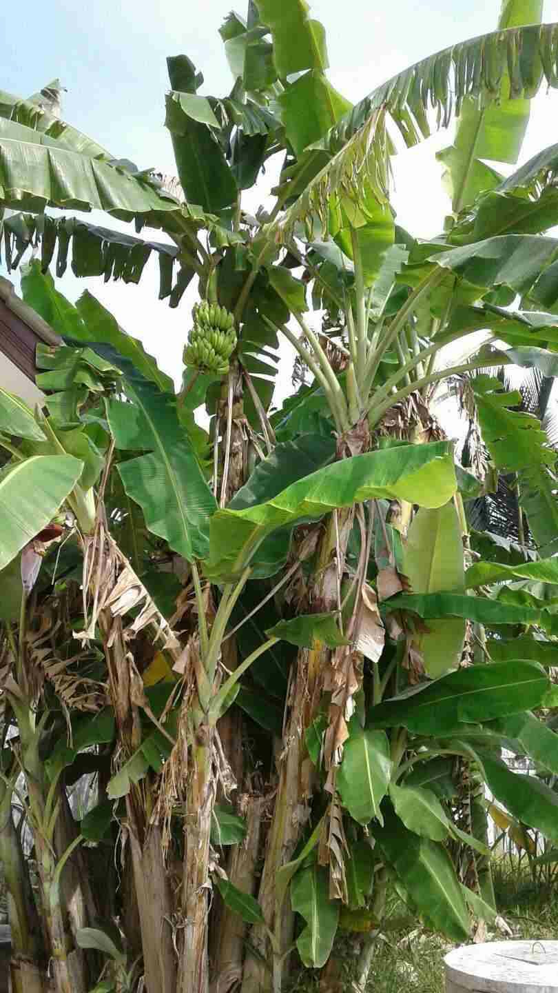 Cây chuối hột giống