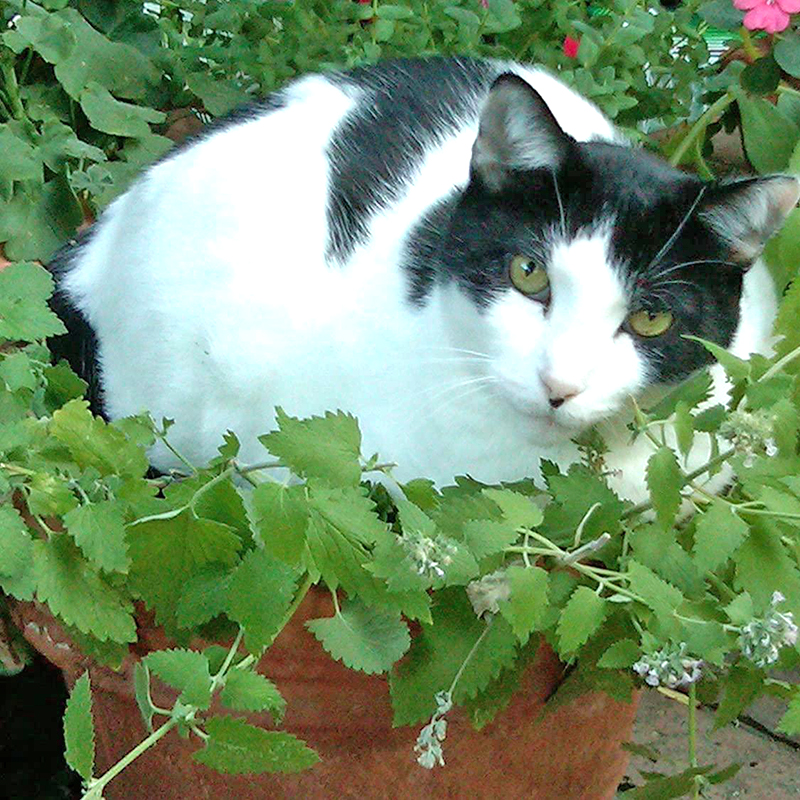 Hạt Giống Bạc Hà Mèo Catnip (Cỏ Mèo)