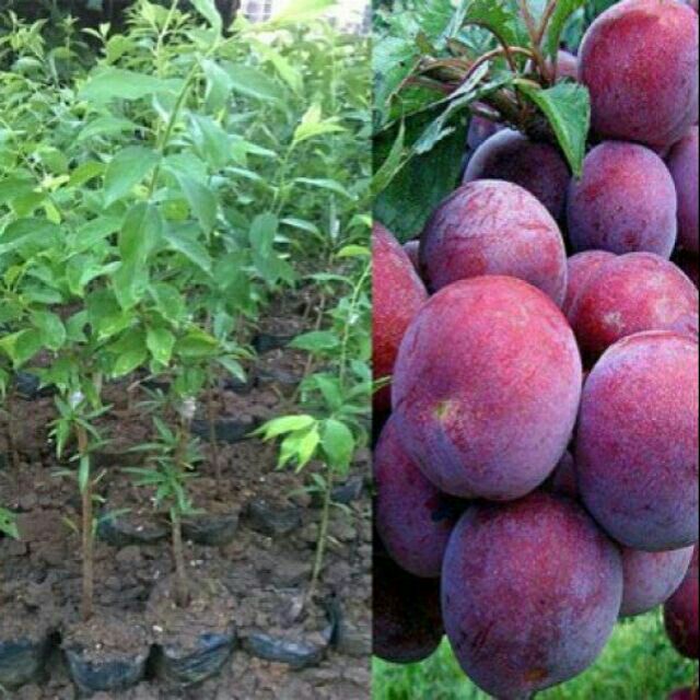 COMBO 2 CÂY  GIỐNG MẬN TAM HOA F1
