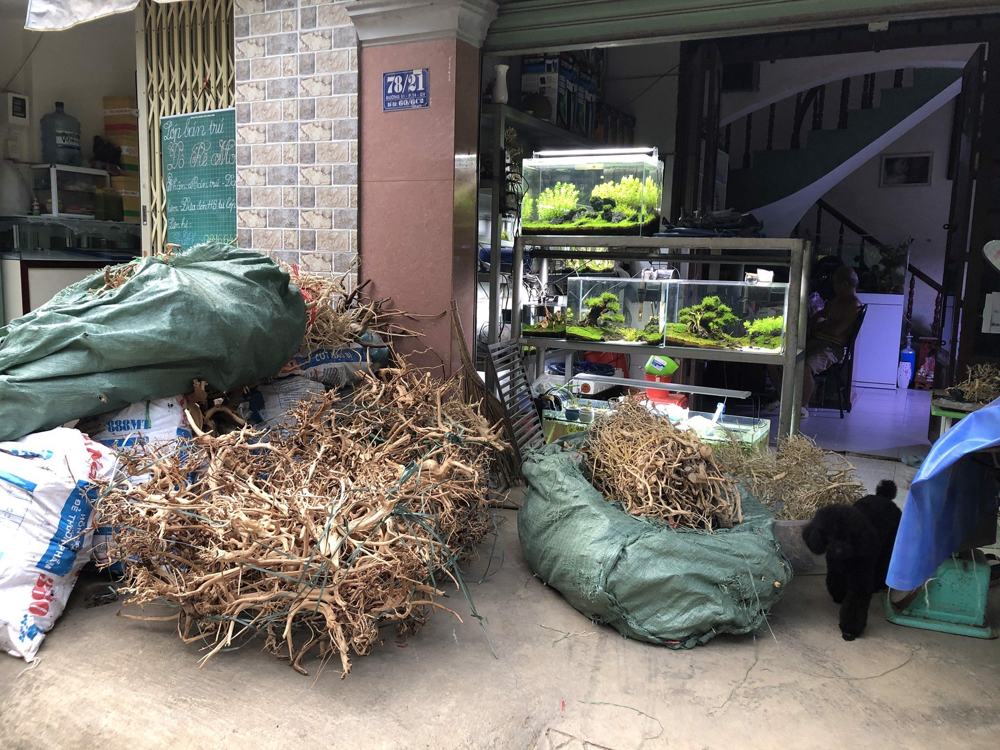 Lũa hải sơn quỳ