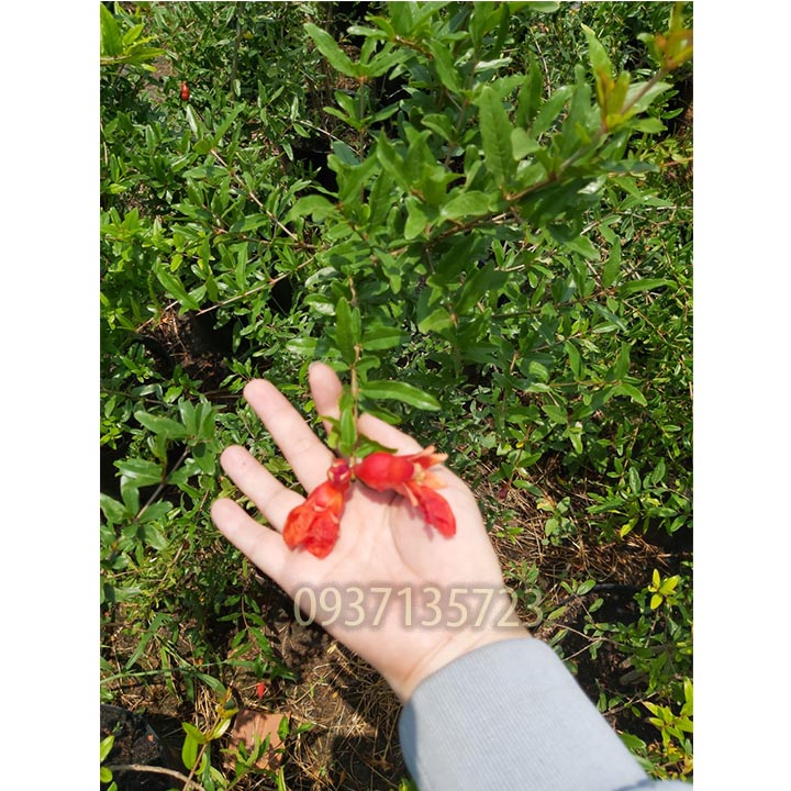 Cây lựu đỏ ấn độ --