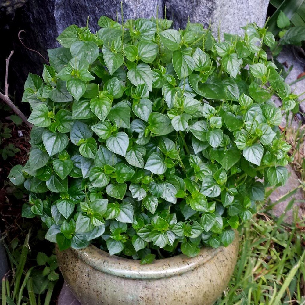 Hạt giống rau càng cua - 1 gói 0.5gr