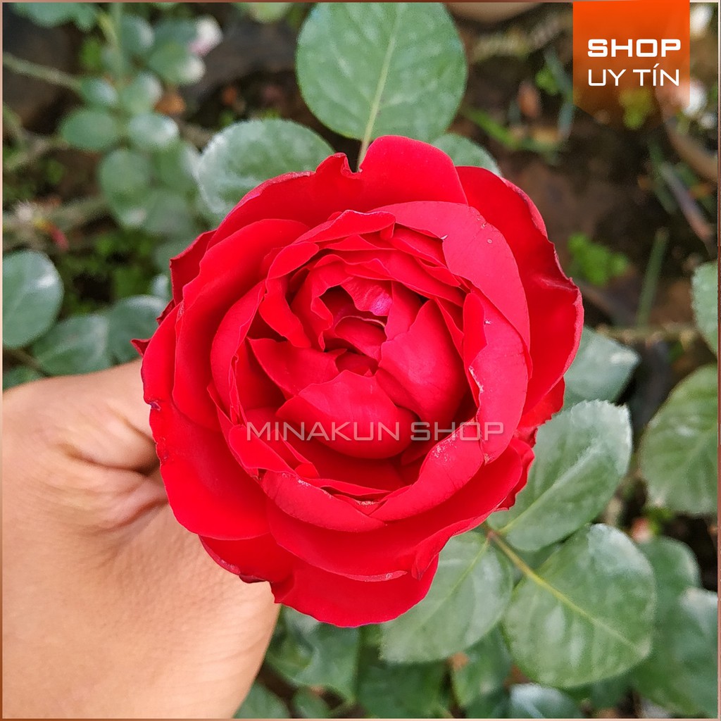 Hoa hồng leo ngoại Red Eden cực đẹp- bầu cây giống phát triển ổn định