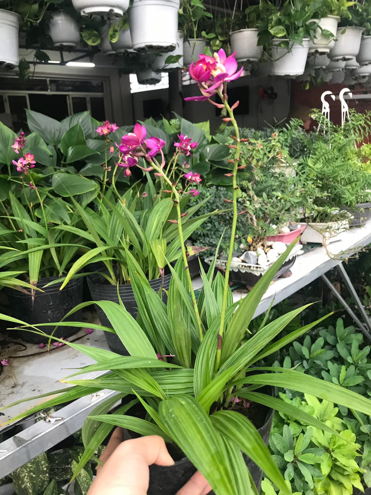 Cay địa lan hoa tím đang trổ bông