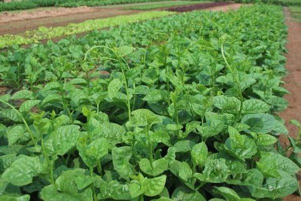 Hạt Giống Rau Mồng Tơi Xanh (20 Gram)
