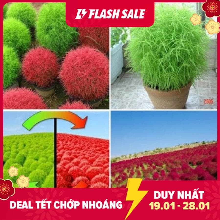 HG10 Hạt Giống Cỏ đổi màu Kochia 50 Hạt/ Gói