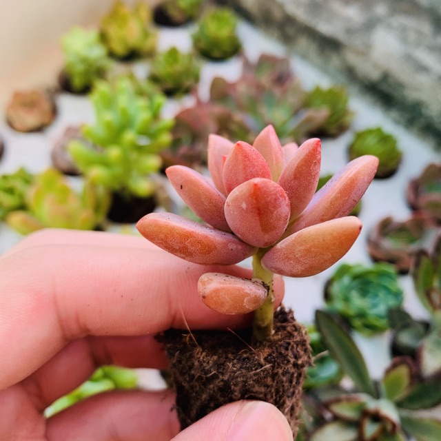 SEN ĐÁ ĐÁ NÂU SIZE MINI SIÊU KHỎE ĐẸP LỖI 1 ĐỔI 1