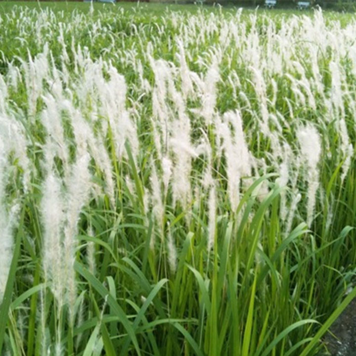 Bạch mao căn (rễ cỏ tranh) khô 1kg