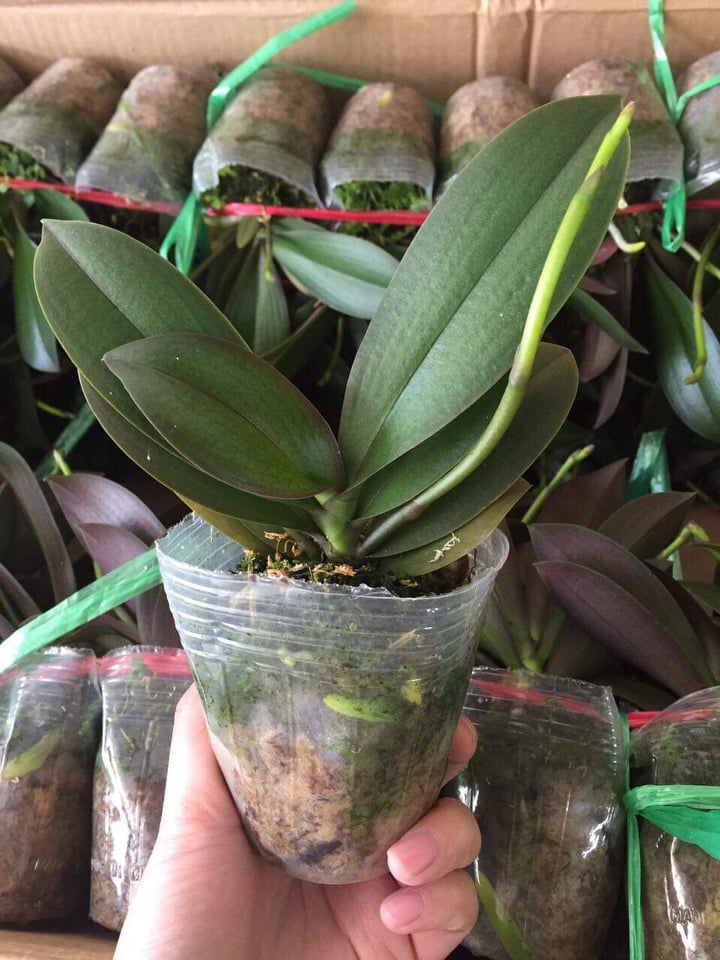 3 cốc lan hồ điệp có ngồng