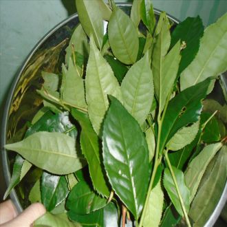 Lá Trà (Lá Chè ) Tươi Dùng Nấu Nước Uống