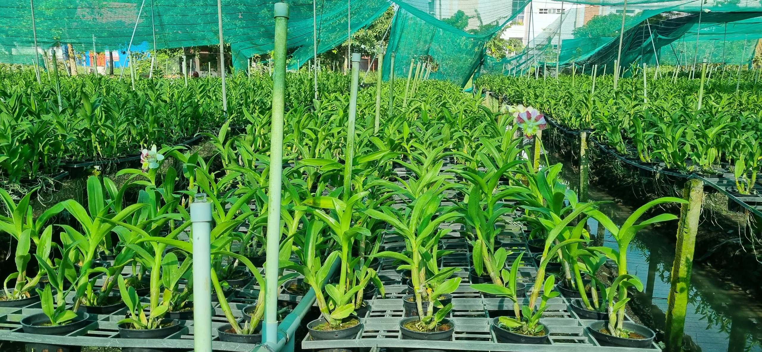 HOA LAN DEN LAI CATT MẮT RỒNG NGŨ SẮC