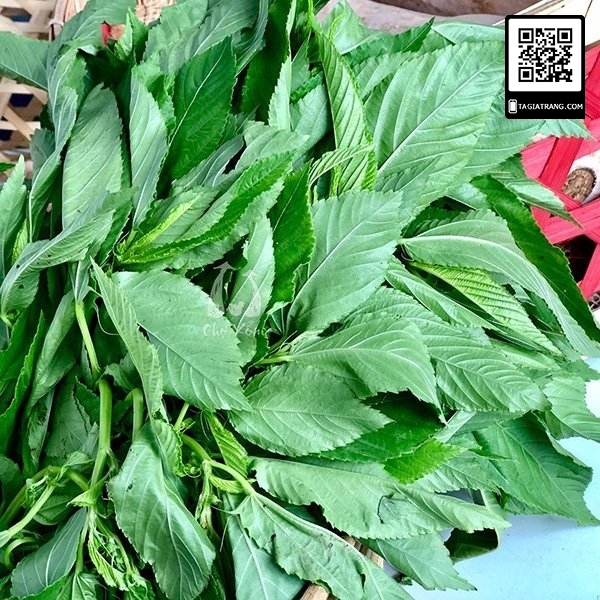 Hạt giống rau đay trắng (rau đay xanh)