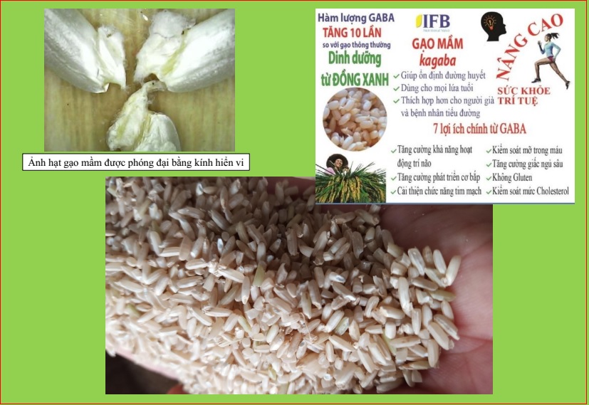 Gạo mầm Kagaba 5 kg