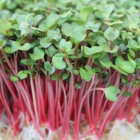 Hạt Giống Rau Mầm Củ Cải Đỏ (Gói 20 Gram) -[Dễ Trồng, Bội Thu ]