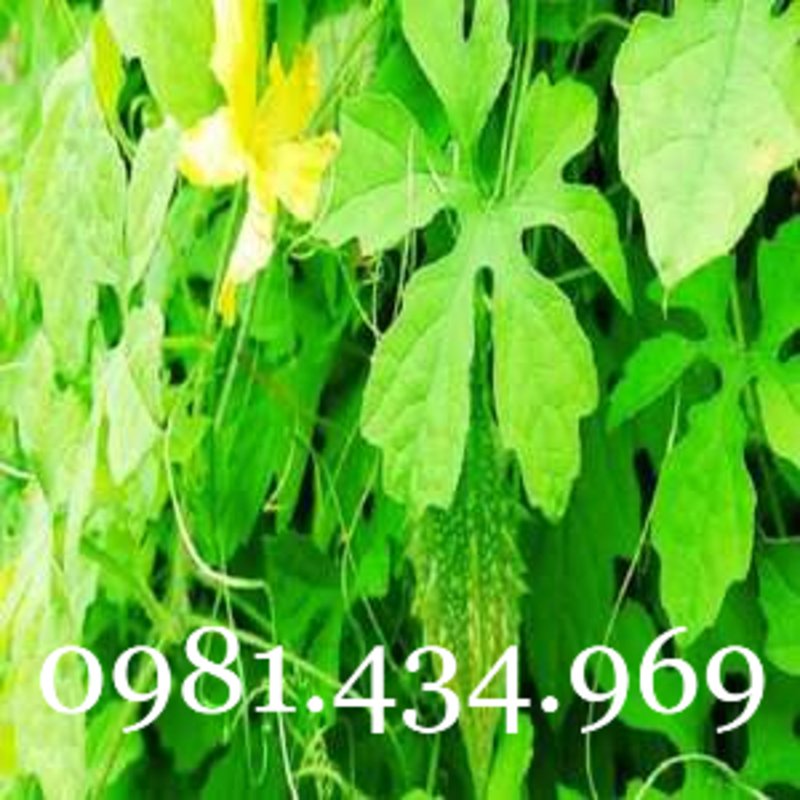 1kg lá+1kg quả bình bát khô