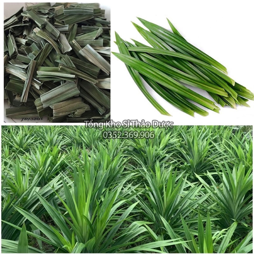 Lá Dứa Sấy Lạnh 100g (Lá Nếp, Lá Thơm)