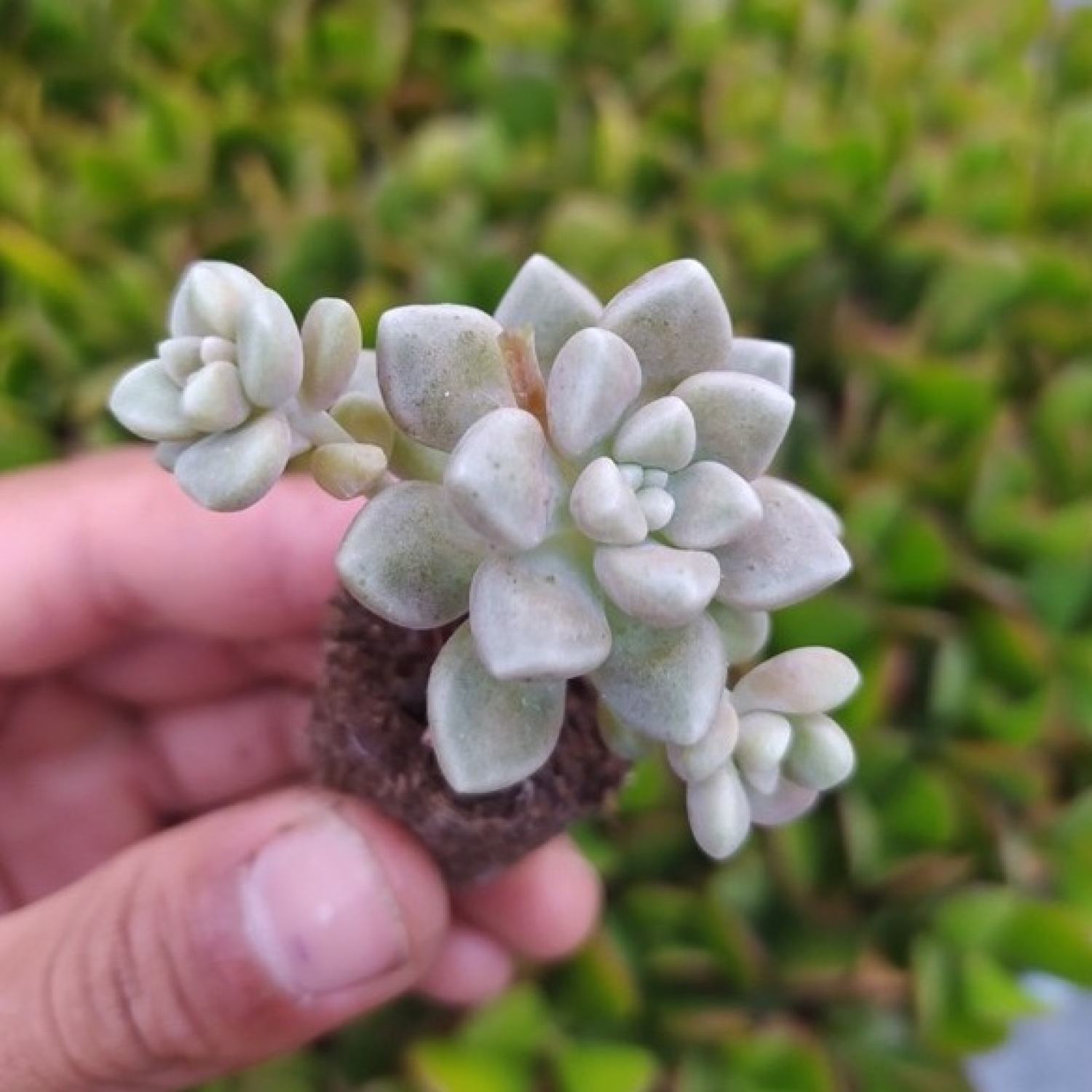 Sen đá Kim Tuyến (Mini Size) - 1 cây