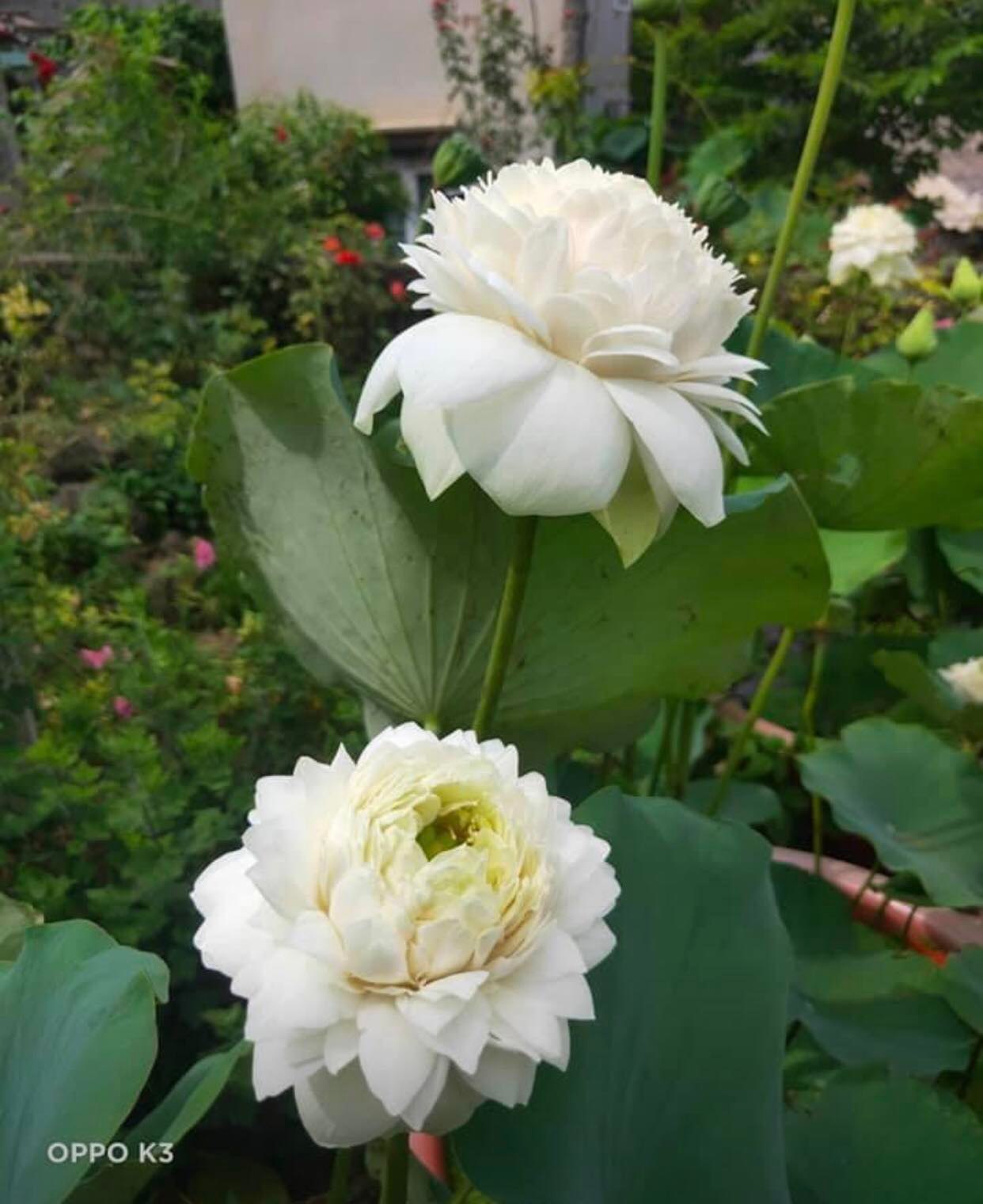 Sen Ngàn Cánh Trắng_ Củ Giống
