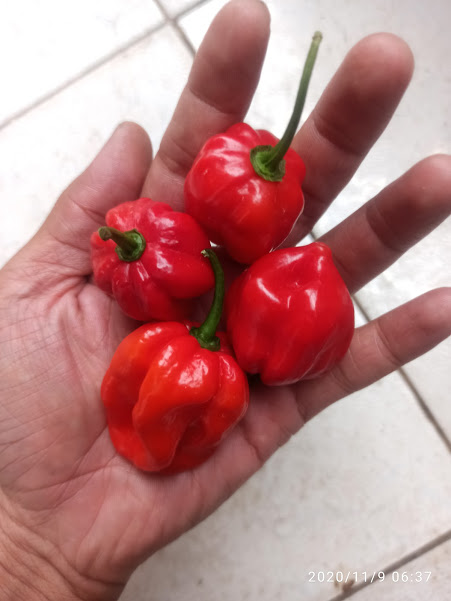 [HCM]hạt ớt HABANERO ĐỎ ( MỸ)