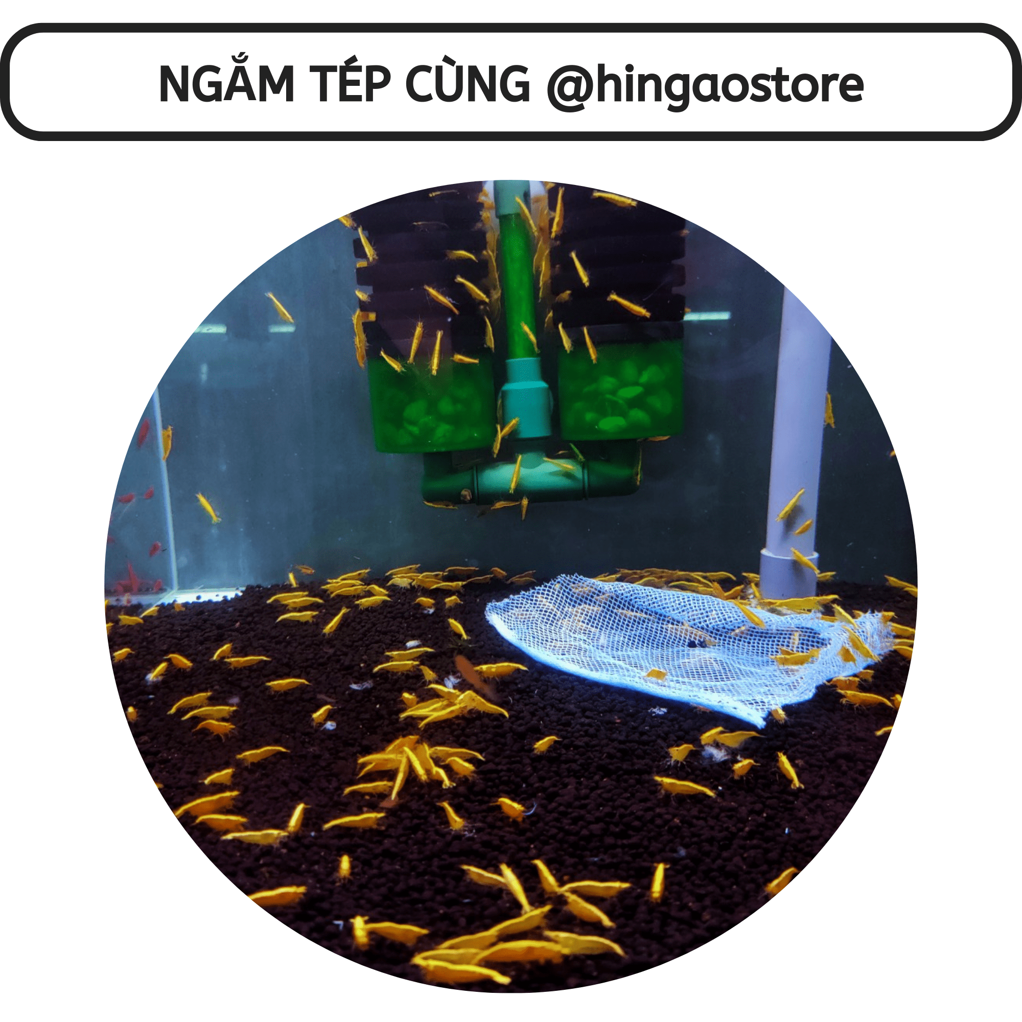 Fish food cage-fish accessory | Hingaostore.