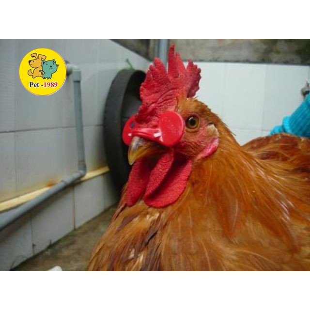 [Mã PET20K giảm 20K đơn 250K] 10 chiếc kính đeo mắt cho gà, chim trĩ Pet-1989