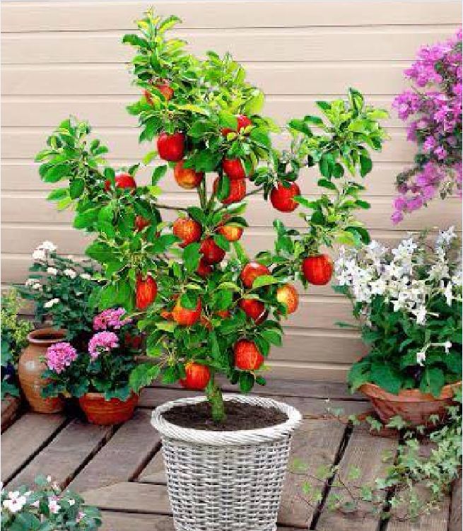 Hạt giống cây táo lùn đỏ ( táo bonsai ) - Gói 10 hạt