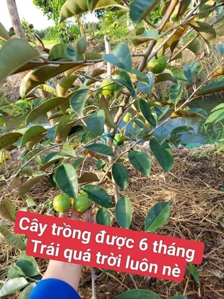 Câu VÚ SỮA TÍM MICA GHÉP HÀNG CHOAI (tem chuẩn giống)