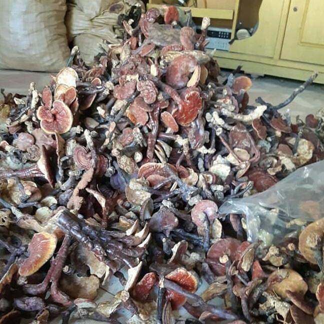 1kg nấm lim xanh