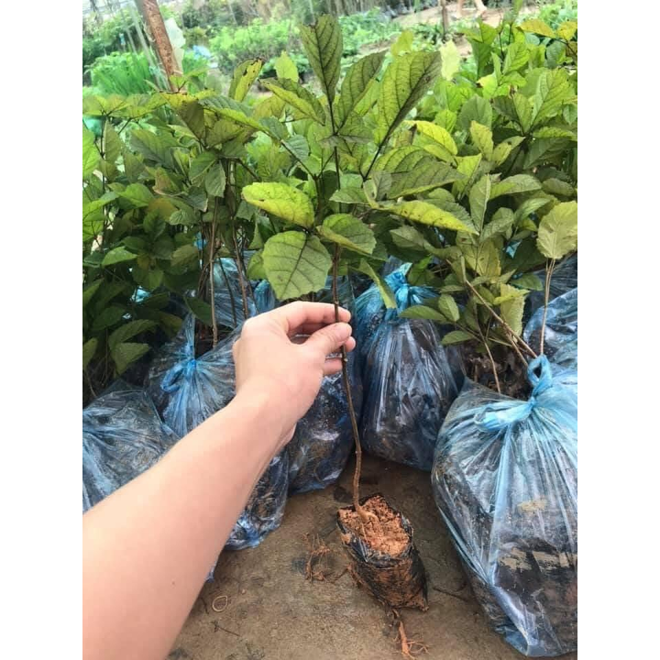 Cây giống phong linh hoa vàng
