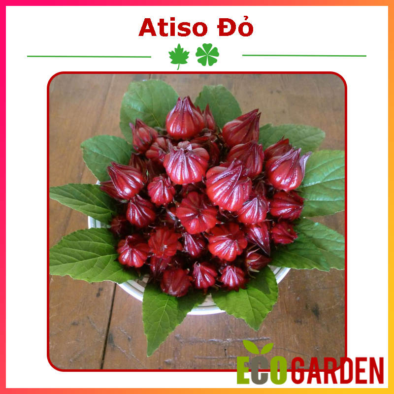 Hạt Giống Cây Atiso Đỏ Bụp Giấm (50H) (ECO.054)