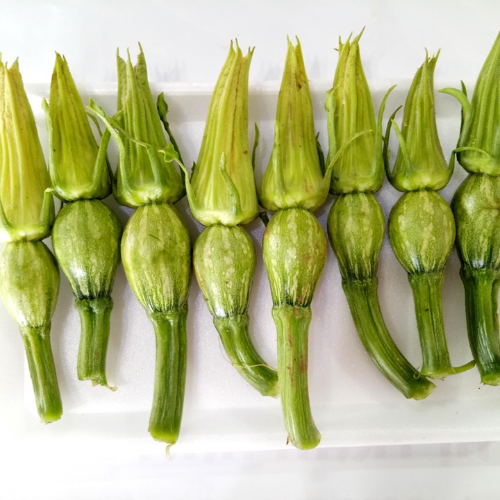 Hạt giống bí siêu nụ gói 10gr