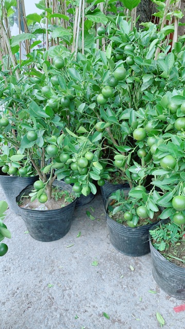 Cây Tắc Kiểng (Quất Kiểng)