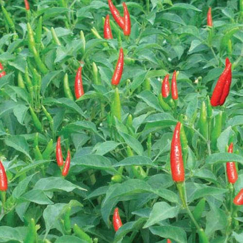 Hạt Giống Ớt Chỉ Thiên. Túi 30 Hạt.